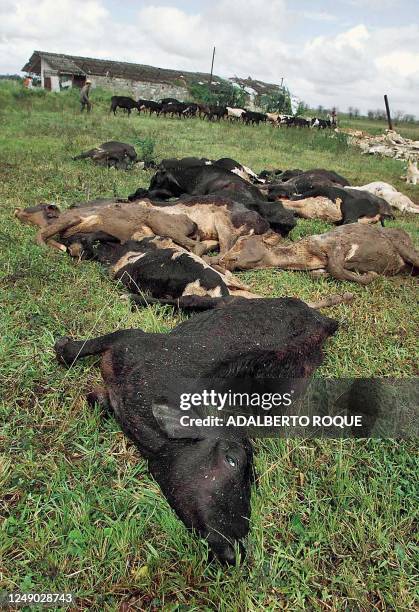 Animals are seen dead after the recent storms in La Habana, Cuba 05 November 2001. Animales yacen muertos en Colon, a 180 km de La Habana, Cuba, el...