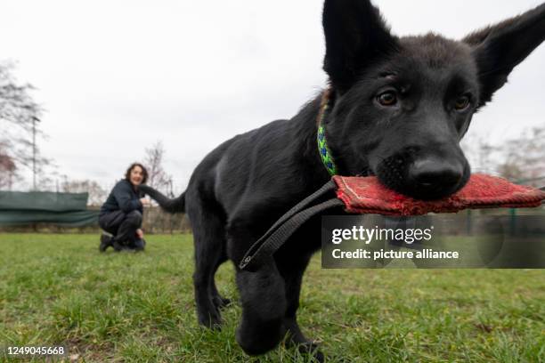 March 2023, North Rhine-Westphalia, Duisburg: German shepherd puppy Göthe with a training object in her mouth, dog handler Silke Lichtner watches...
