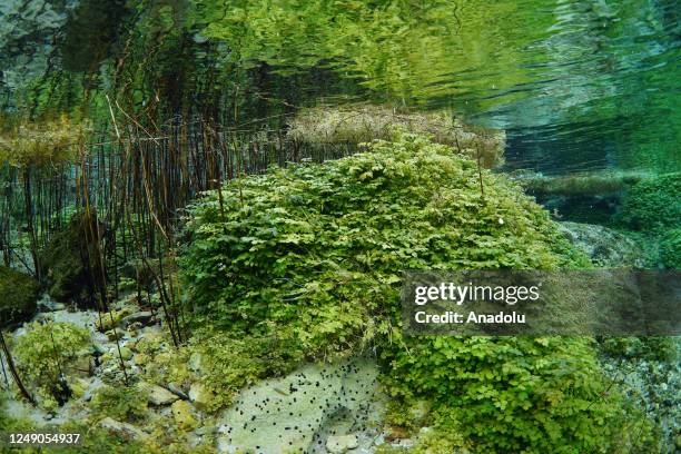 An underwater view of Sakaryabasi, which was designated a "Natural Site-Qualified Natural Protection Area" by the Ministry of Environment and...