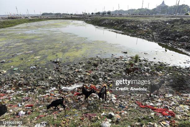 Goats are seen by the polluted pond ahead of the World Water Day in Prayagraj, India's northern state of Uttar Pradesh on March 20, 2023.