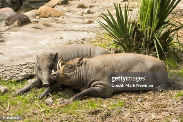 babirusa - バビルーサ ストックフォトと画像