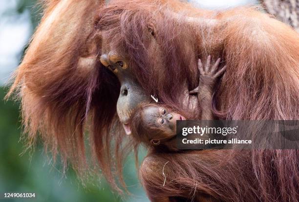 March 2023, Mecklenburg-Western Pomerania, Rostock: Eleven-year-old female orangutan Cantik holds her offspring in her arms at Rostock Zoo. The...