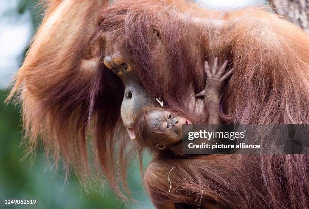 Dpatop - 22 March 2023, Mecklenburg-Western Pomerania, Rostock: Eleven-year-old female orangutan Cantik holds her offspring in her arms at Rostock...