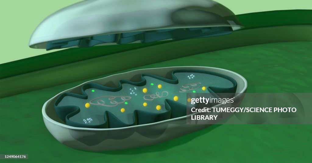 Internal structure of a mitochondrion, 3D illustration