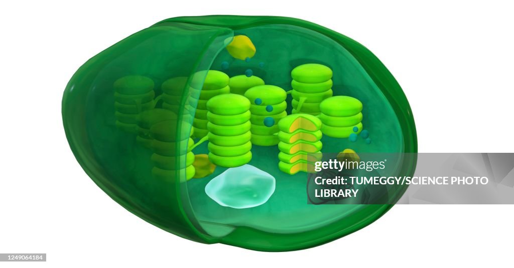 Chloroplast structure, 3D illustration