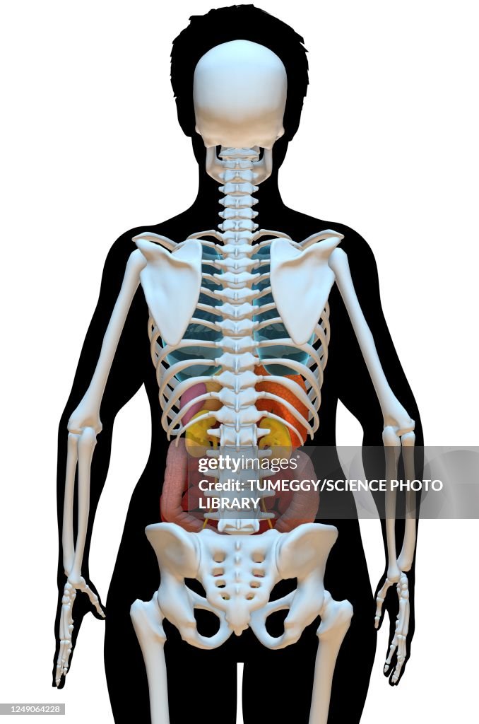 Woman Structure Female Anatomy Illustration High-Res Vector Graphic - Getty Images