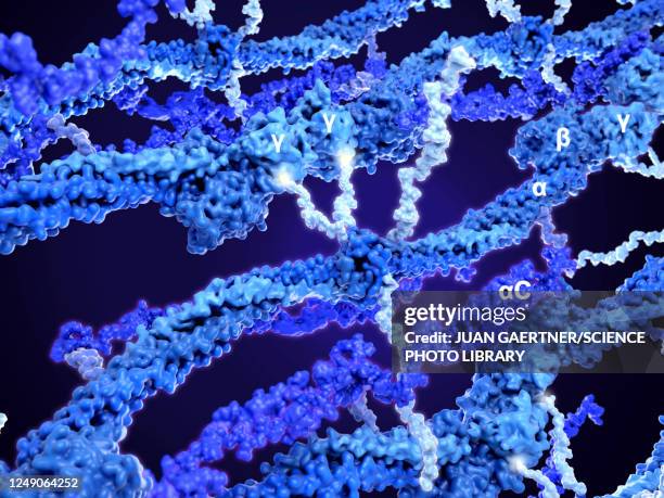 fibrin polymerisation, molecular model - fibrin stock illustrations