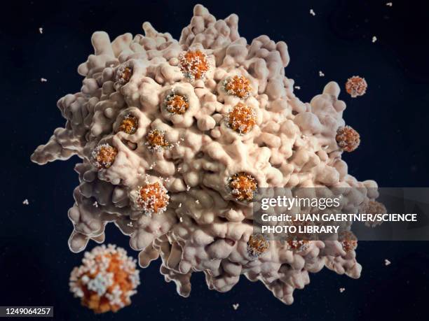 macrophage engulfing coronaviruses, illustration - phagocyte stock illustrations