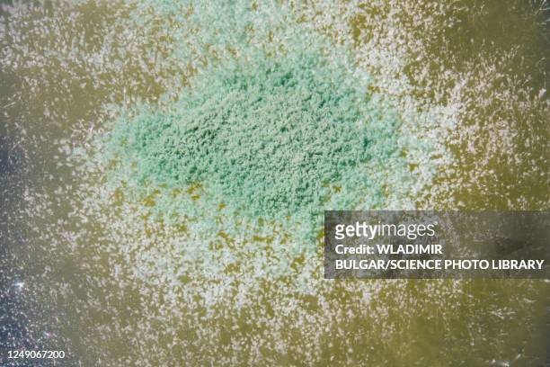 mould on spoiled food - spore stock pictures, royalty-free photos & images