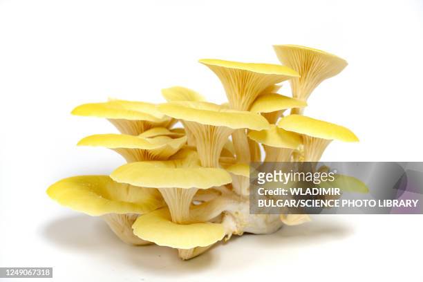 golden oyster mushrooms - enoki mushroom stock-fotos und bilder