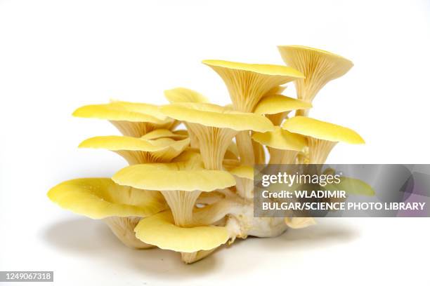 golden oyster mushrooms - hongos fotografías e imágenes de stock