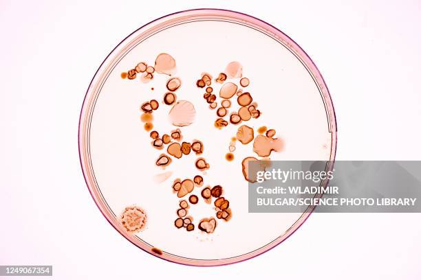 bacterial colonies on agar plate - boîte de pétri photos et images de collection
