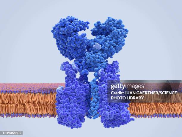 ilustraciones, imágenes clip art, dibujos animados e iconos de stock de ace2 bound to amino acid tansporter, illustration - membrana celular