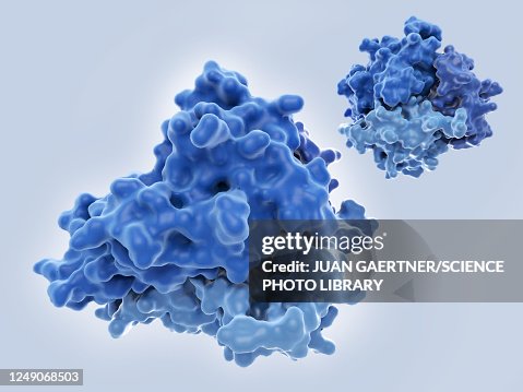 Tumour necrosis factor-alpha, molecular model Tumour necrosis factor-alpha, molecular model