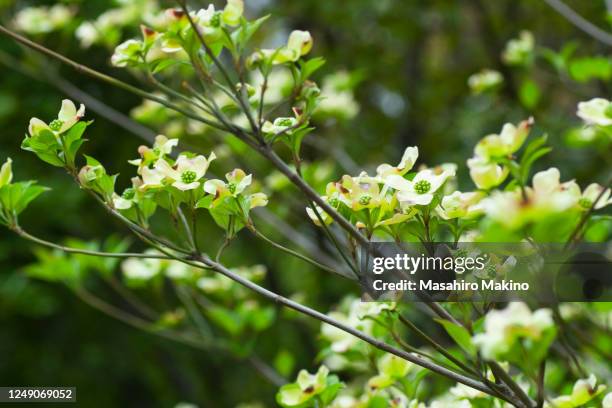 flowering dogwood (cornus florida) - kousa dogwood fotografías e imágenes de stock