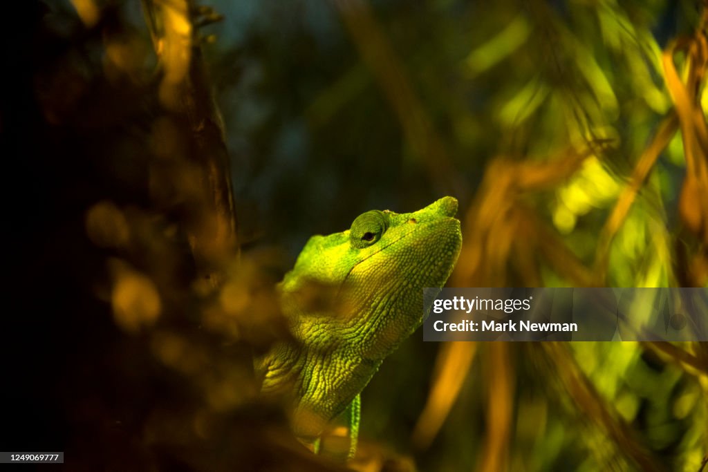 Meller's Chameleon