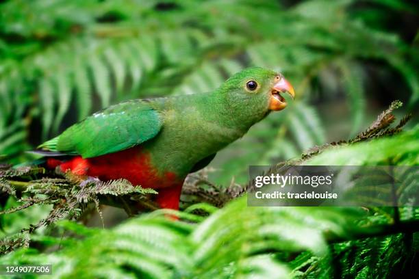 juvenile male king parrot (alisterus scapularis) - king parrot stock pictures, royalty-free photos & images