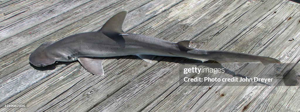 Bonnethead Shark on the Dock