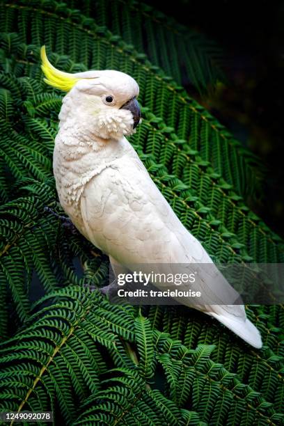 sulphur crested cockatoo - kakadu stock-fotos und bilder