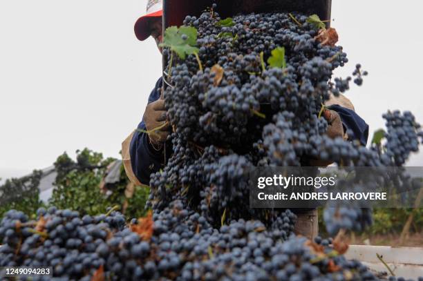 Grape picker fills a container with bunches of Cabernet Sauvignon grapes during harvest at a vineyard in Cruz de Piedra, departament of Maipu,...