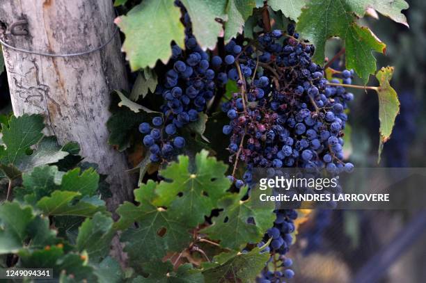 Picture of bunches of Cabernet Sauvignon grapes are seen during harvest at a vineyard in Cruz de Piedra, departament of Maipu, Mendoza Province,...