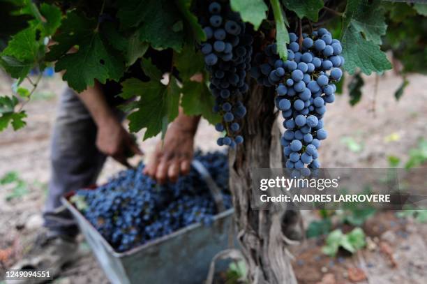 Grape picker fills a bucket with Cabernet Sauvignon grapes during harvest at a vineyard in Cruz de Piedra, departament of Maipu, Mendoza Province,...