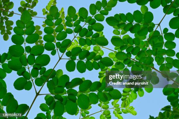 moringa leaf - drumstick tree - moringa tree stockfoto's en -beelden