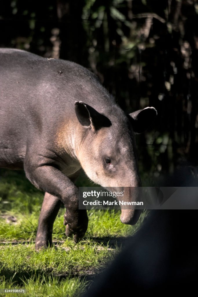 Baird's Tapir