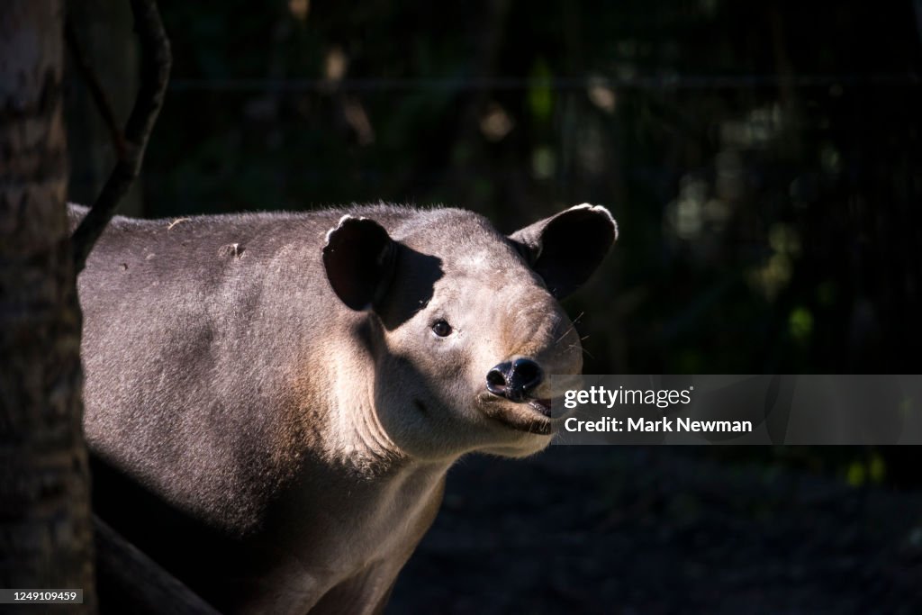 Baird's Tapir