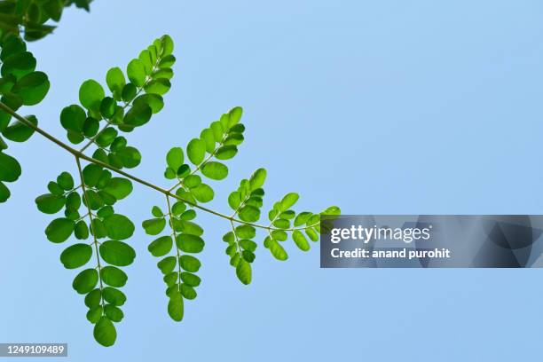 moringa leaf - drumstick tree - moringa oleifera stockfoto's en -beelden