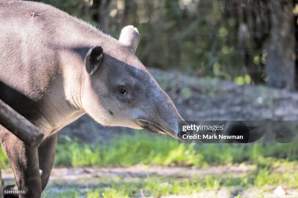 Baird's Tapir