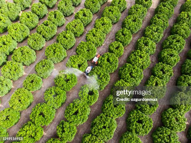 aerial shot of a tractor spraying insecticide or fungicide on orange trees in a large garden - herbicide spraying stock pictures, royalty-free photos & images