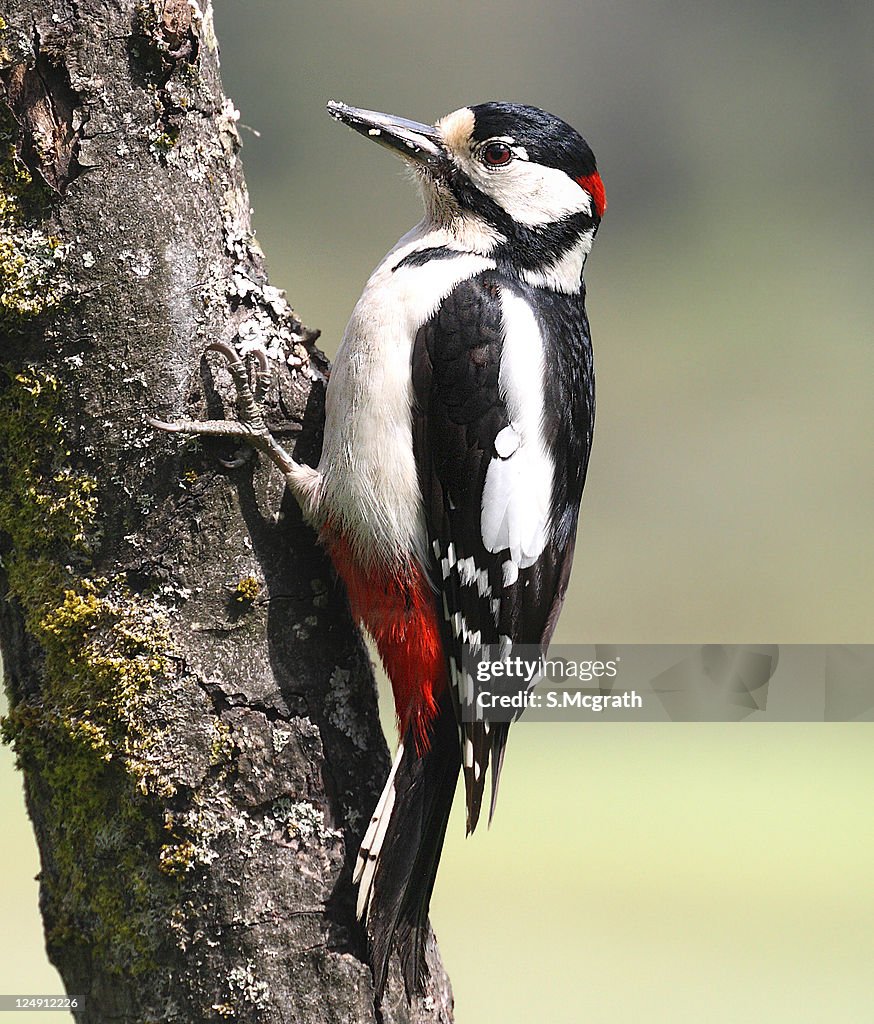 Great spotted woodpecker