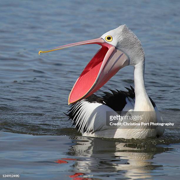 australian pelican - pelican stock pictures, royalty-free photos & images