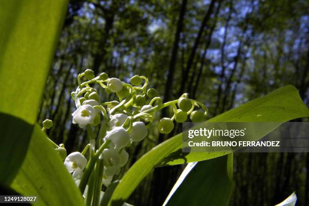 Photo d'un brin de muguet sauvage prise, le 21 avril 2006 à Mervans, dans l'entreprise familiale "muguet des bois" qui n'est active qu'une dizaine de...