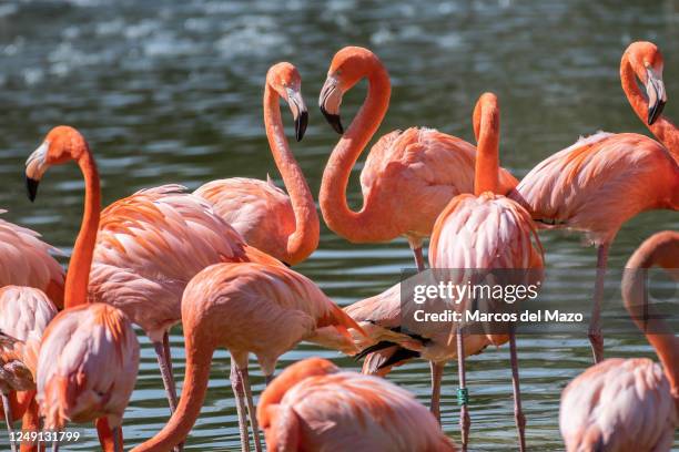 American flamingos , pictured in their enclosure at Faunia Zoo.