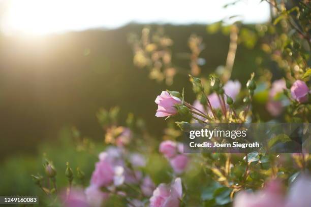 rosen im gegenlicht im garten - garten gegenlicht fotografías e imágenes de stock