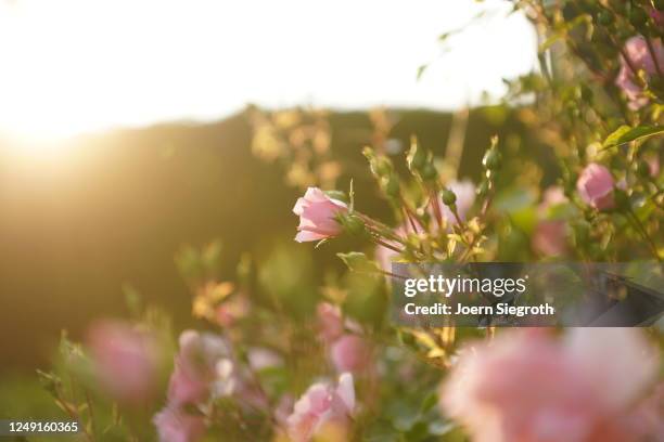 rosen im gegenlicht im garten - garten gegenlicht fotografías e imágenes de stock