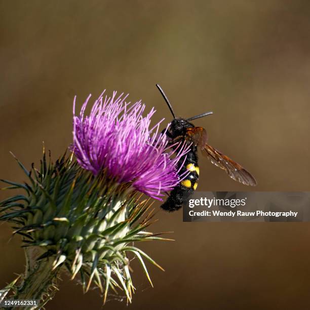 scolia hortorum, solitary hunting wasp - scolia stock pictures, royalty-free photos & images