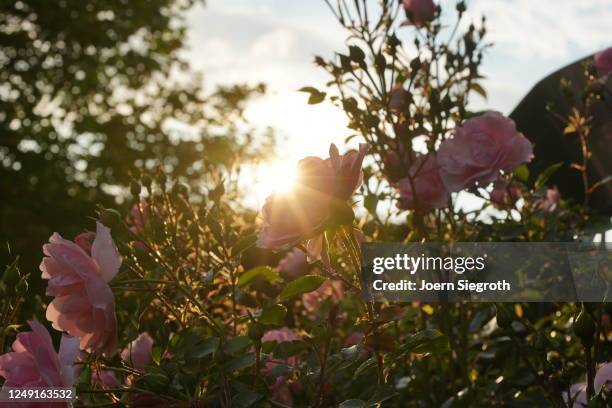 rosen im gegenlicht im garten - garten gegenlicht fotografías e imágenes de stock