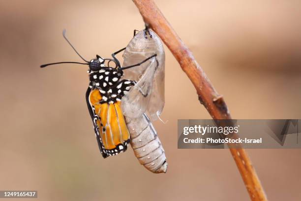 swallowtail butterfly emerging from cocoon - kokon stock-fotos und bilder