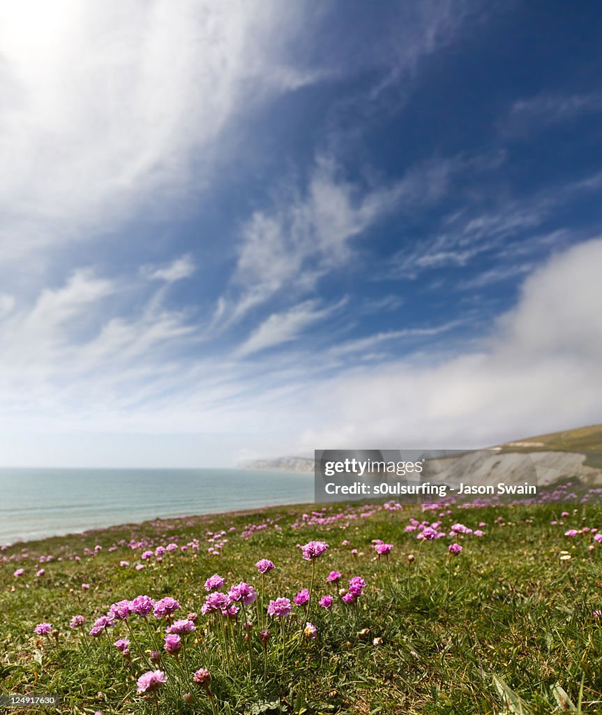 Summer thrift at compton bay