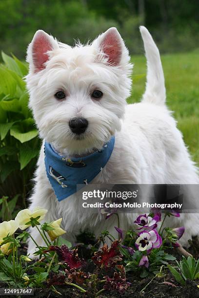 westie puppy in garden - west highland white terrier stock pictures, royalty-free photos & images