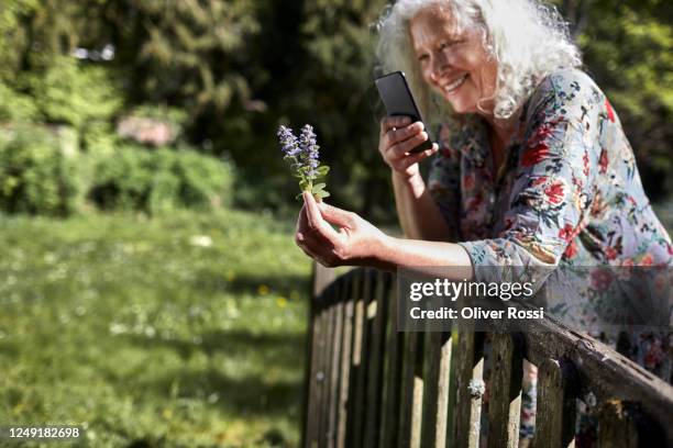 smiling senior woman in garden taking smartphone picture of a flower - floral pattern dress stock pictures, royalty-free photos & images