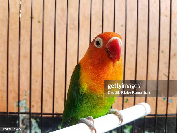 parakeet - parrot stock pictures, royalty-free photos & images