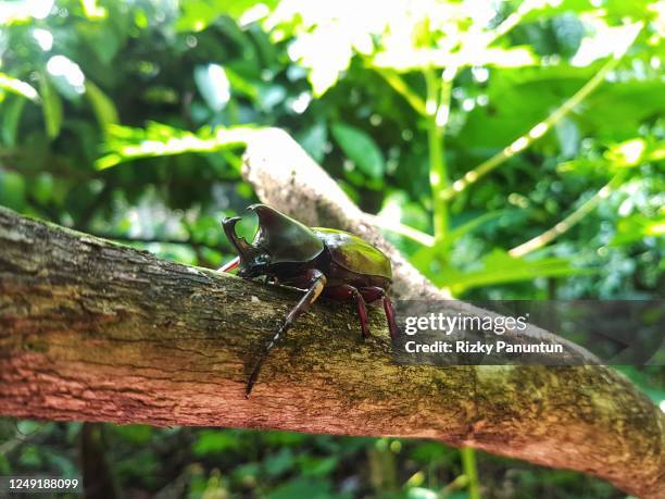dynastinae beetle on a tree trunk - allomyrina dichotoma stock pictures, royalty-free photos & images
