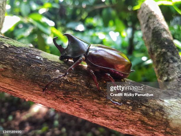 dynastinae beetle on a tree trunk - allomyrina dichotoma stock pictures, royalty-free photos & images