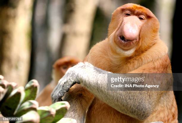 Proboscis monkey is seen in a mangrove conservation forest in Tarakan, North Borneo, Indonesia.