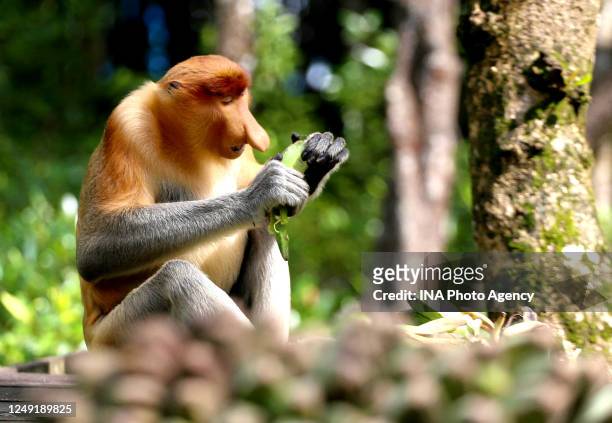 Proboscis monkey is seen in a mangrove conservation forest in Tarakan, North Borneo, Indonesia.
