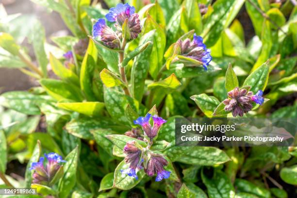 close-up image of the spring blue flowers of pulmonaria angustifolia 'lewis palmer' also known as lungwort - pulmonaria angustifolia stock pictures, royalty-free photos & images